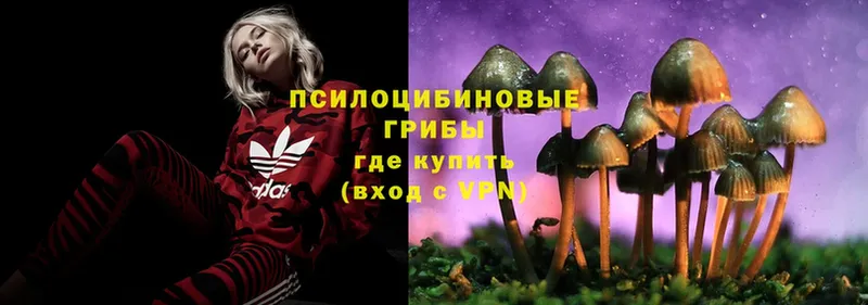 площадка как зайти  Николаевск-на-Амуре  Псилоцибиновые грибы Psilocybine cubensis 